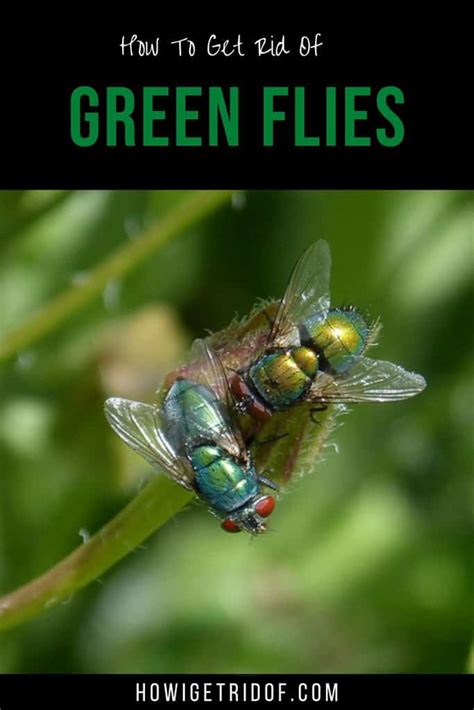 green flies in house meaning